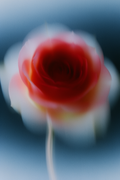 Crimson Evening Roses