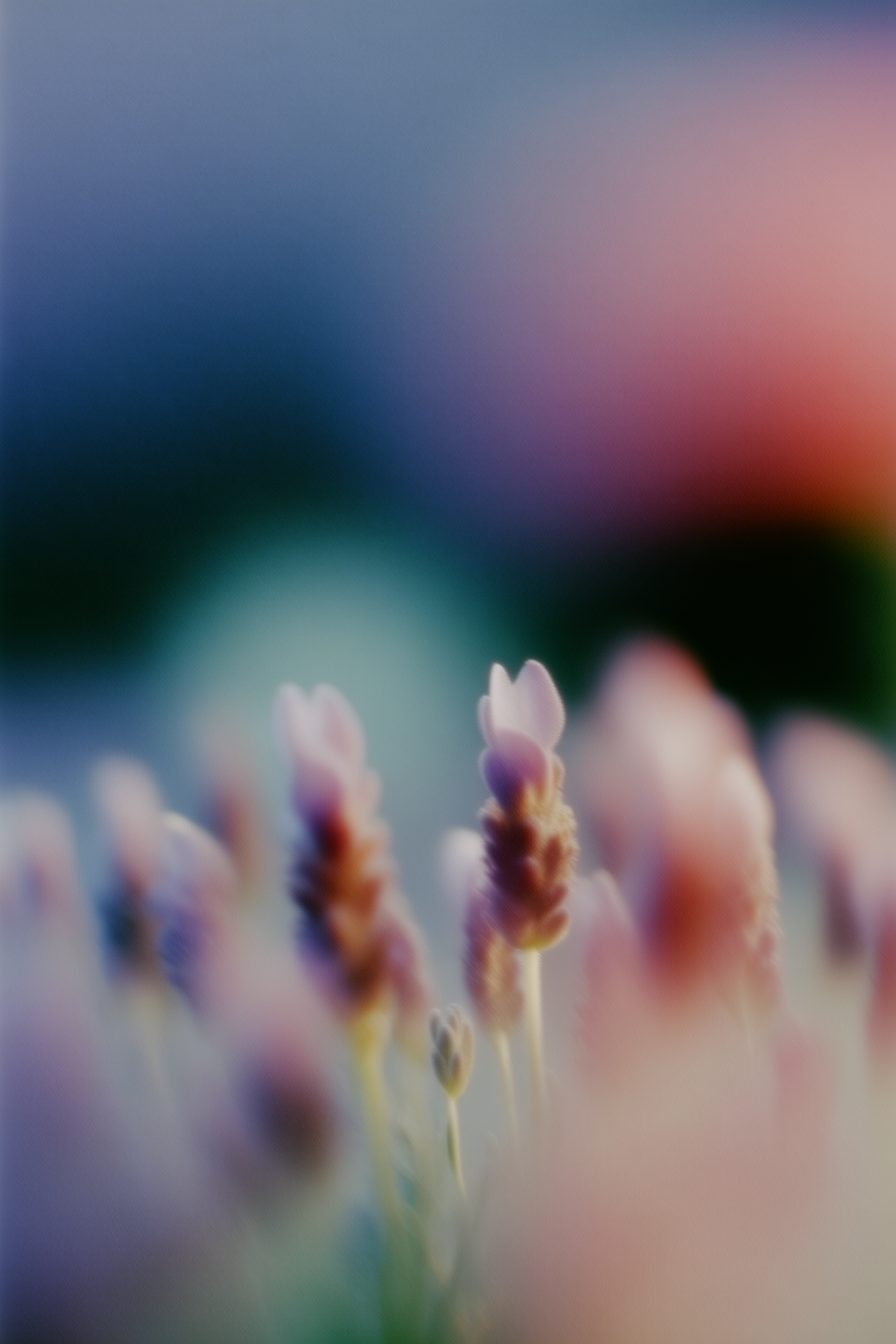 Lavender Shadow Bloom