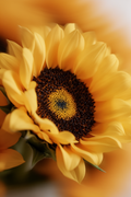 Sunflower Market Day