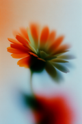 Marigold Wall Study
