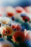 Wild Poppy Field